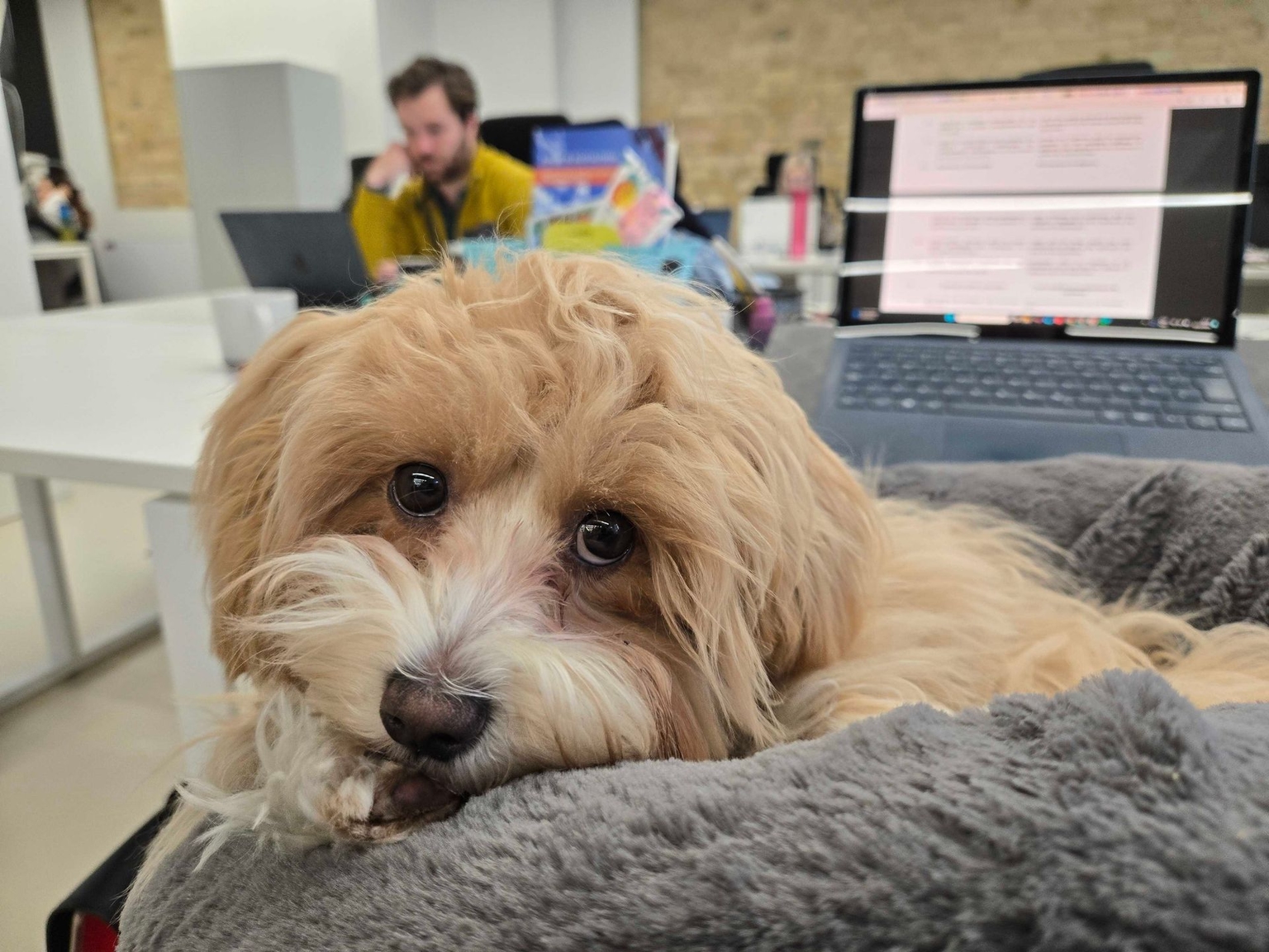 The Kyiv Independent office puppy, Orla