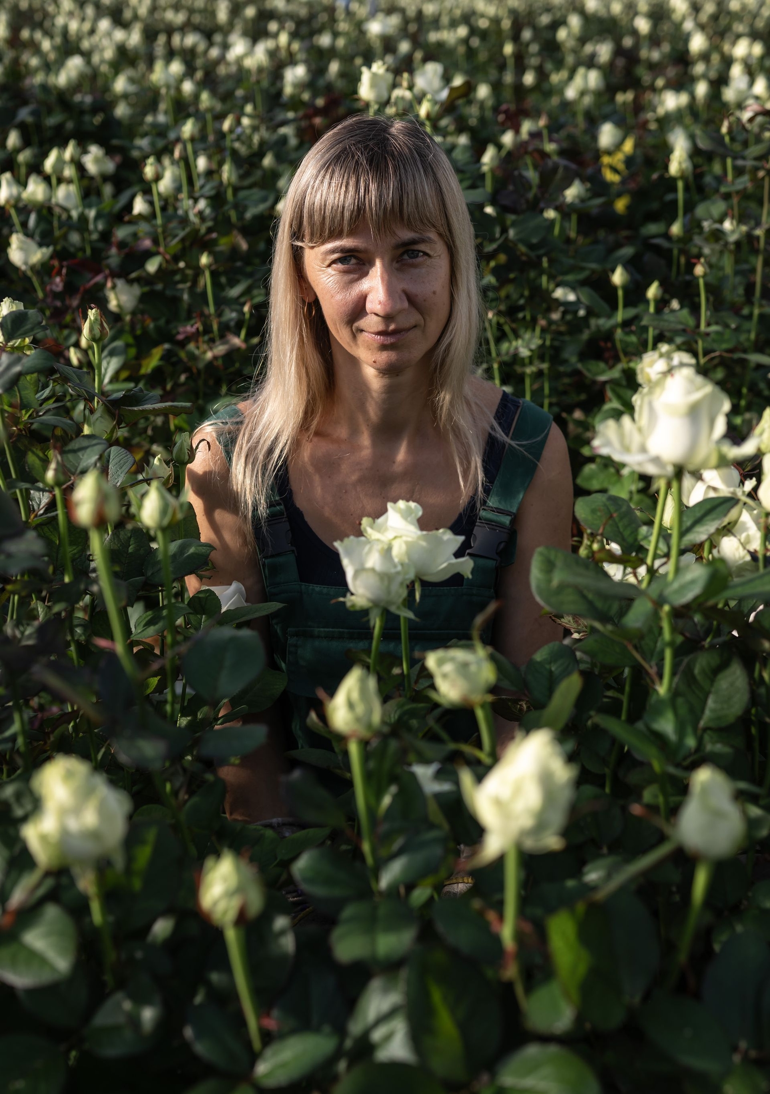 Svitlana Ustenko cuts roses in a greenhouse of Ascania-Flora, Ukraine's biggest producer of roses, near Kyiv, Ukraine, on Nov. 7, 2024.