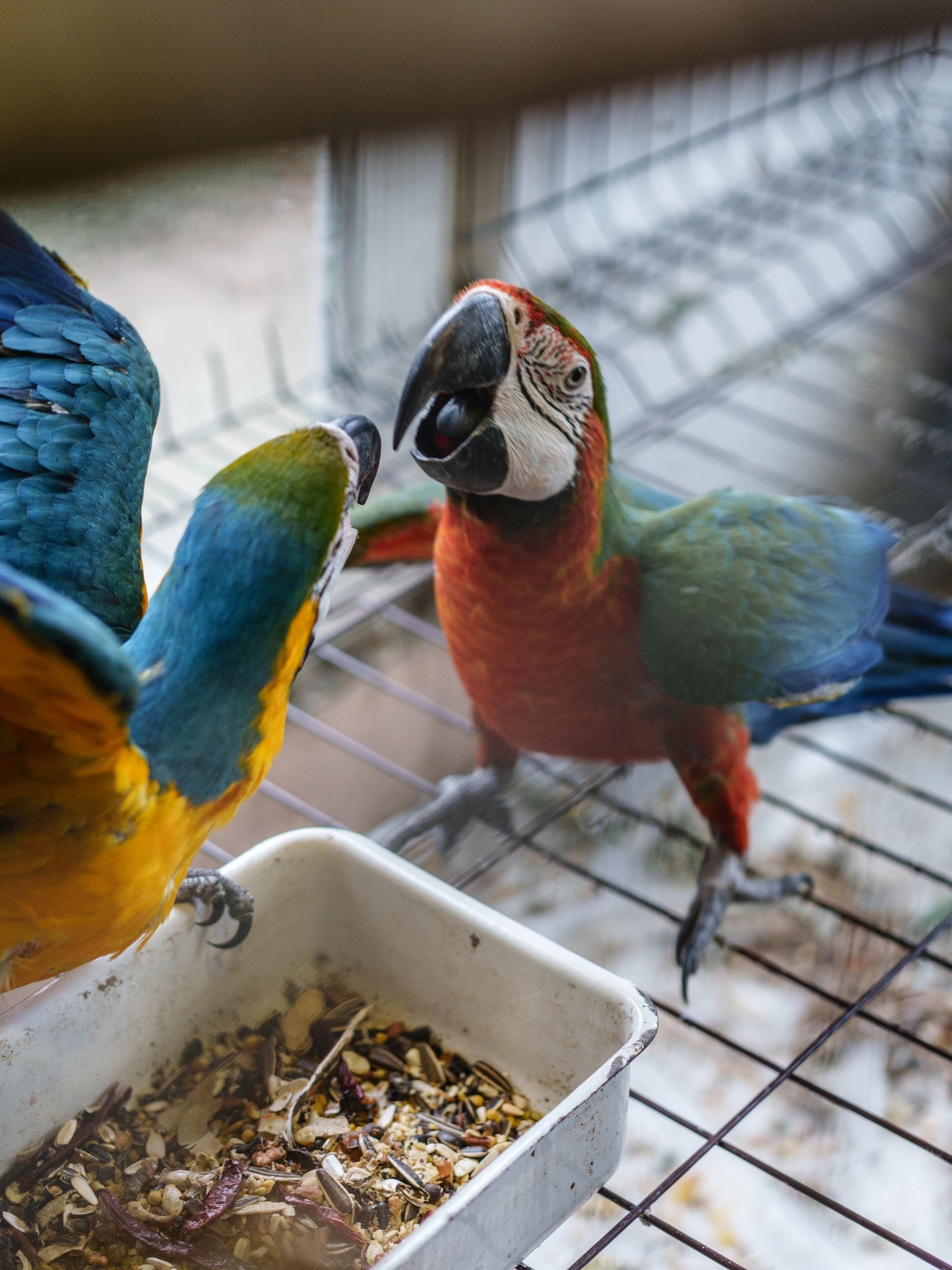 Conor the parrot, whose owner was killed in a Russian airstrike in Dnipro, is seen hanging out with Varvara, his female companion, at the Free Wings rehabilitation center in Kozhychi, Lviv Oblast, Ukraine, on Dec. 6, 2025