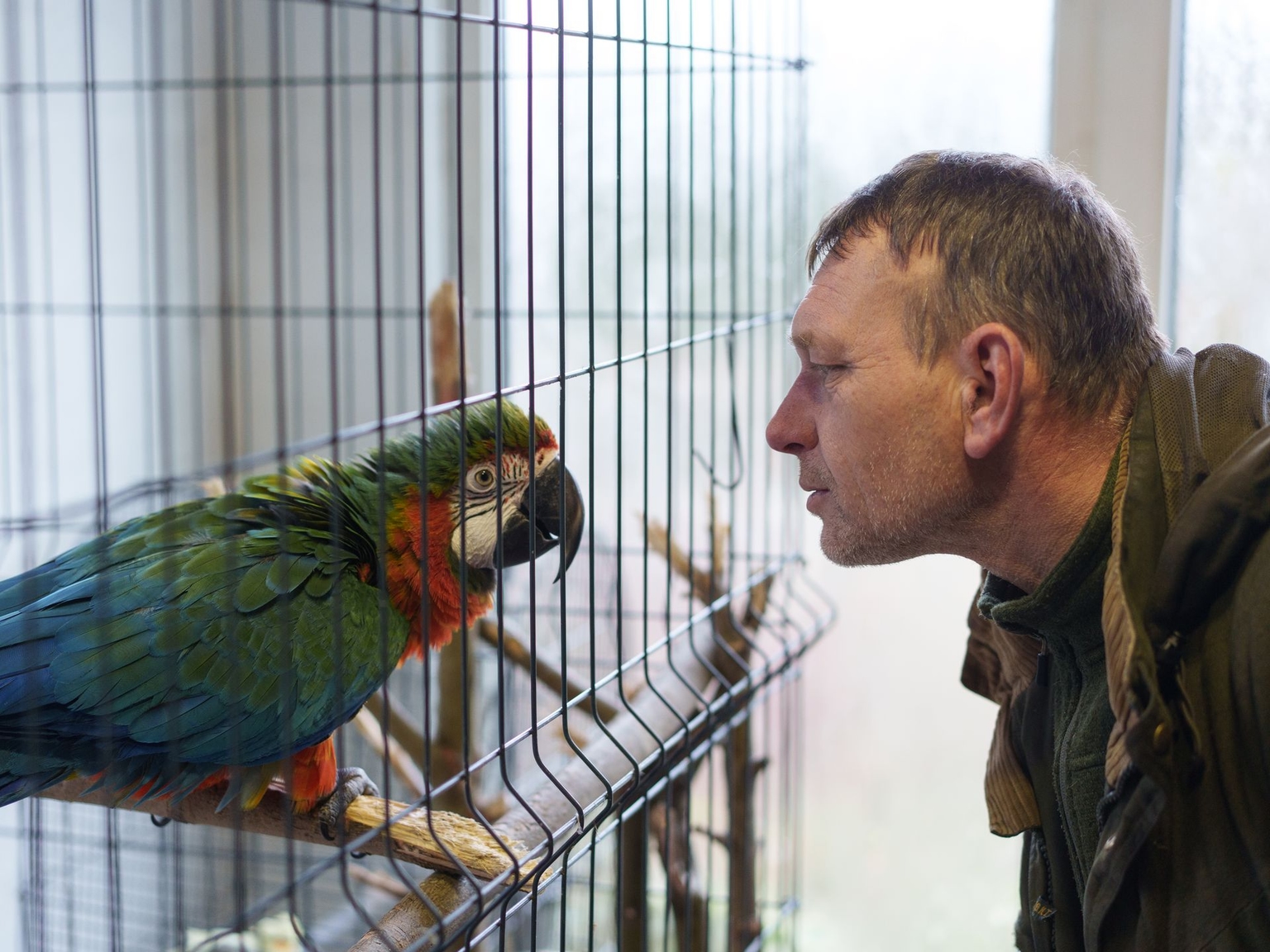 Conor the parrot, whose owner was killed in a Russian airstrike in Dnipro, is seen at the Free Wings rehabilitation center in Kozhychi, Lviv Oblast, Ukraine, on Dec. 6, 2025.
