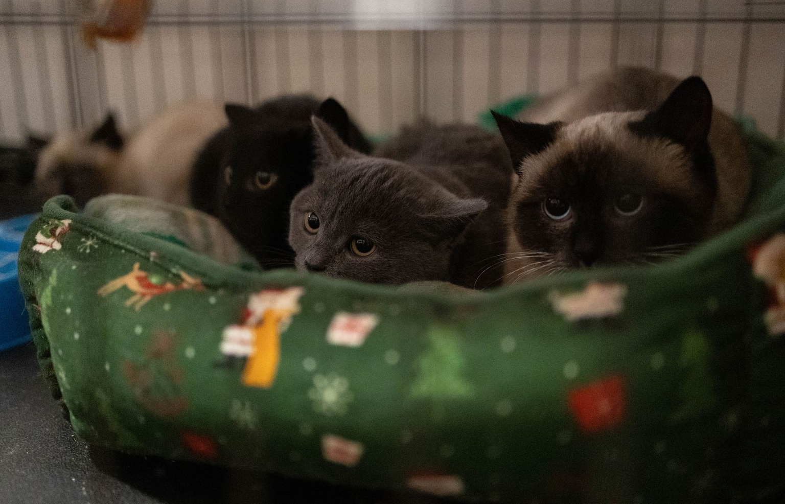 Kittens are seen at the Gostomel Shelter in Hostomel, Ukraine, on Jan. 23, 2026. 