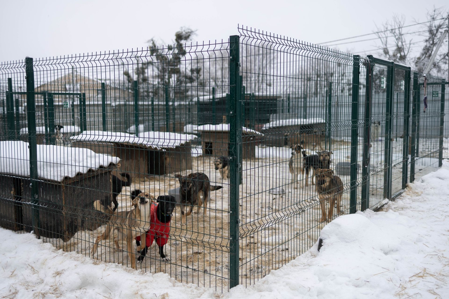 Dog enclosures are seen at the Gostomel Shelter in Hostomel, Ukraine, on Jan. 23, 2026. 