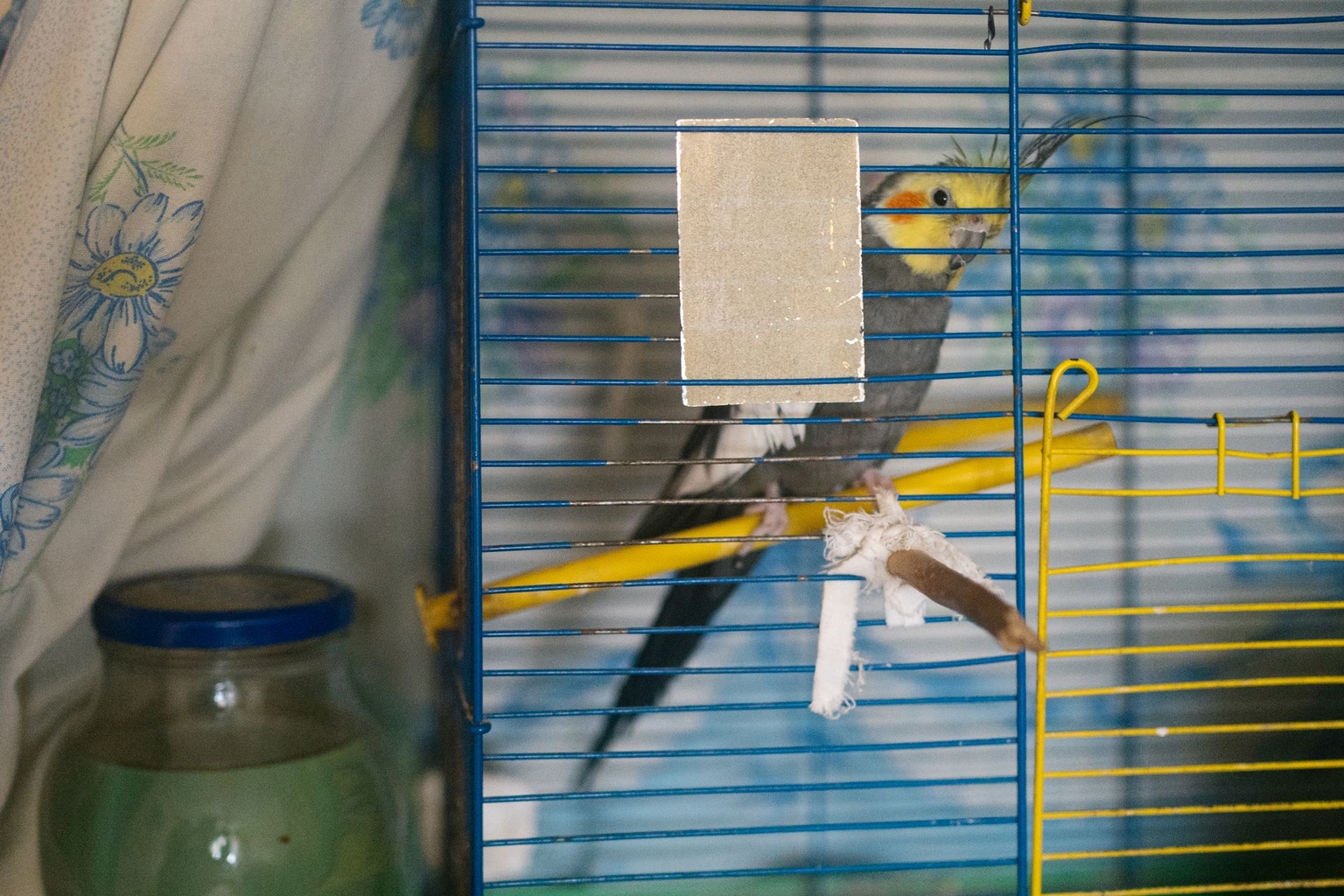 Tamara Babkova’s parrot in her apartment on the Left Bank of Kyiv, Ukraine, on Jan. 27, 2026.