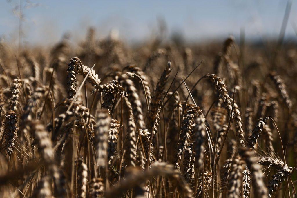 Poland suspends Ukrainian grain imports until July