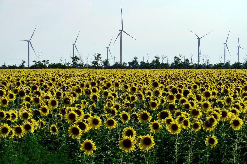 Olha Yevstihnieieva: How Ukrainian businesses can navigate the EU’s changing climate policies