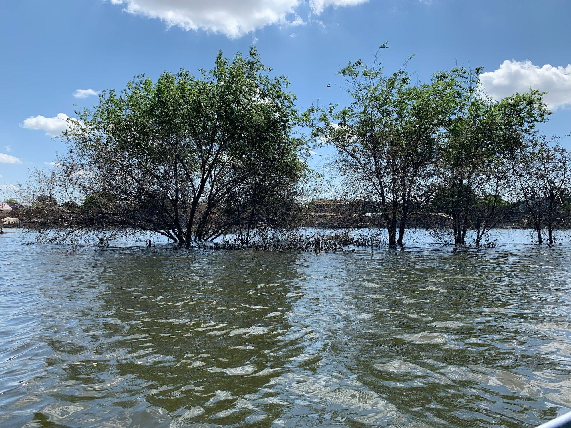 65 hectares of forest in Mykolaiv Oblast remain flooded after dam destruction