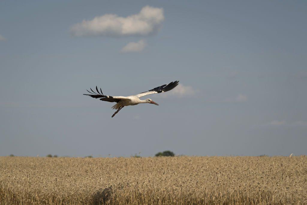 Ukrainian Grain Association: harvest forecast up by 7.8 million tons