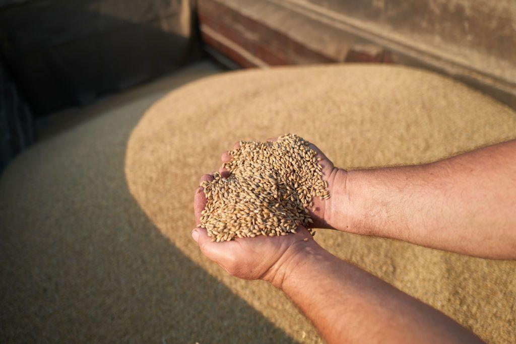 An agricultural worker unloads cereals from a combine.