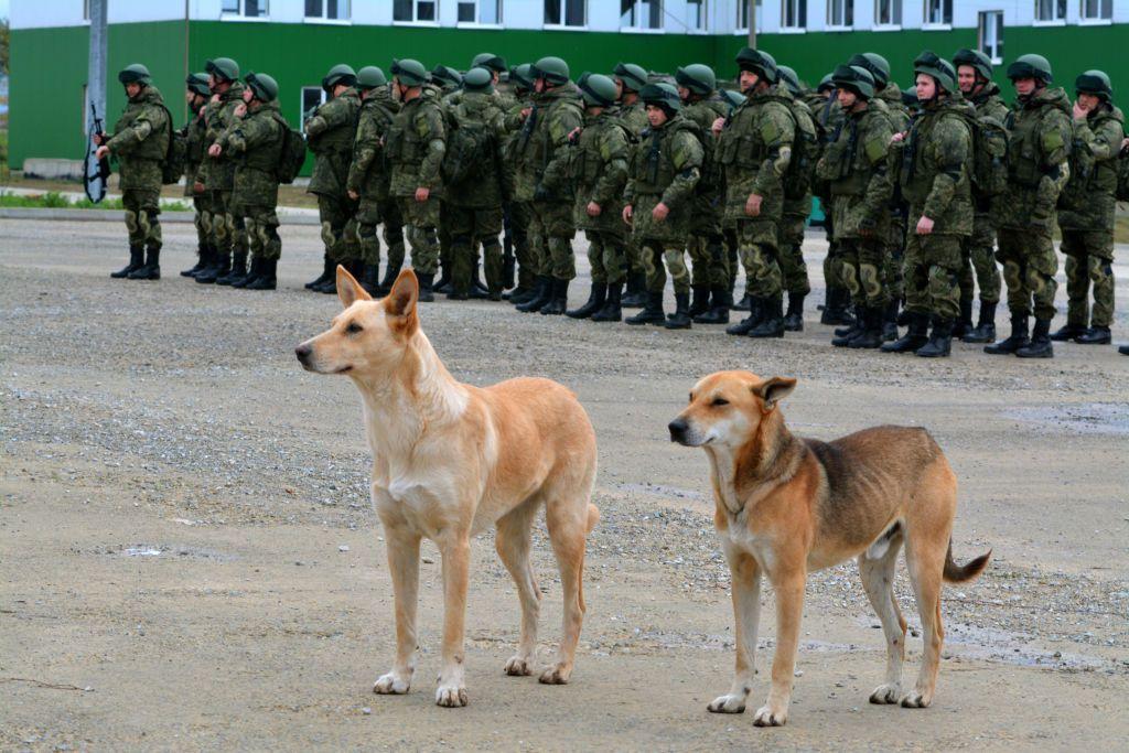ISW: Russian Defense Ministry will likely continue utilizing 'crypto-mobilization' recruitment methods