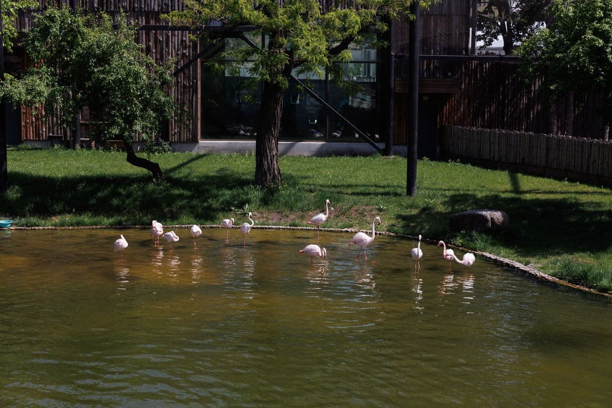 Lions injured, birds killed — Russian attack strikes eco-park near Kharkiv