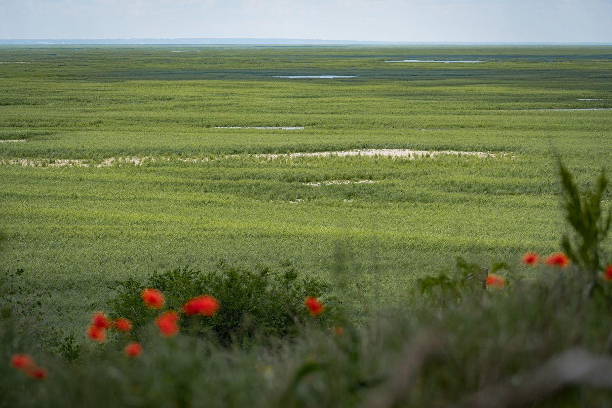 Deer and boar could roam forests in the Kakhovka reservoir in 5 years, head of national reserve says
