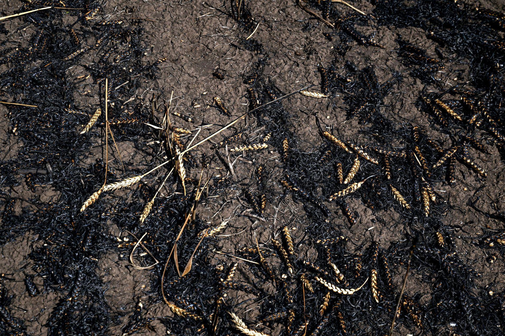 Russia resumes stolen grain shipments from occupied Ukrainian territories to Syria