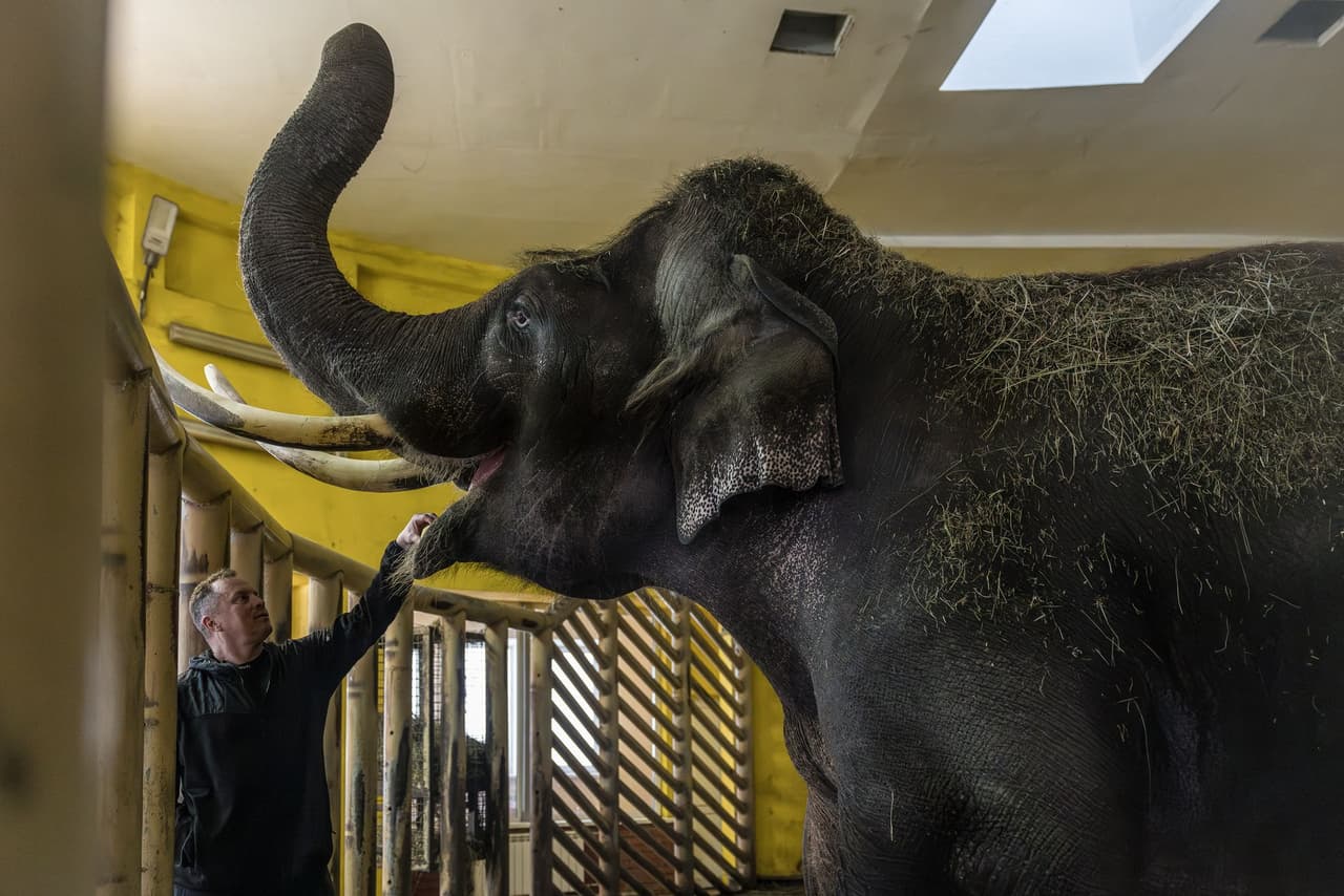 How to keep an elephant and a gorilla warm during Kyiv's coldest winter of the full-scale war