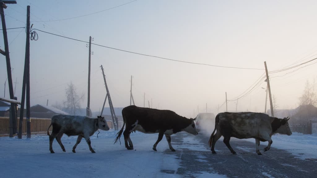 Russia’s cattle outbreak raises questions over possible cover-up