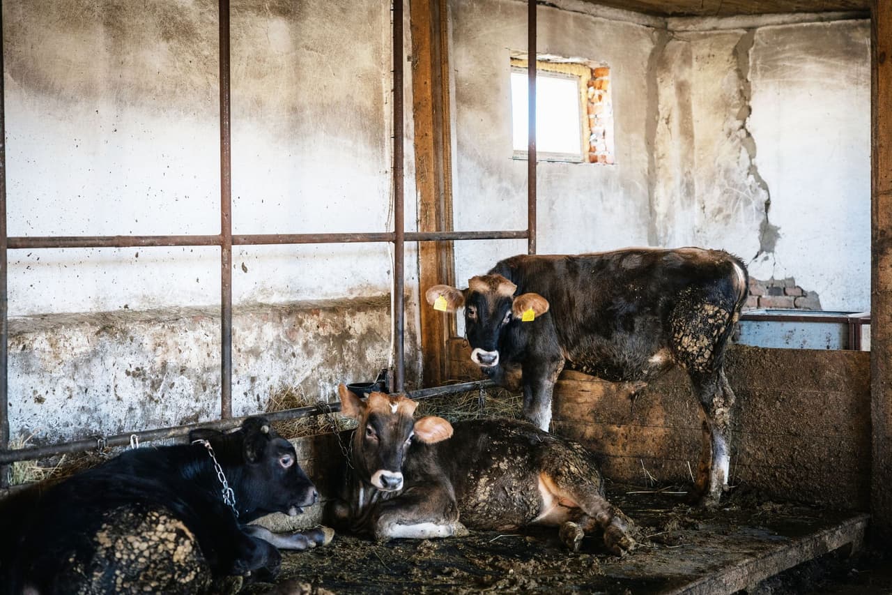 Sign of the times: Ukraine’s small dairy farms are disappearing