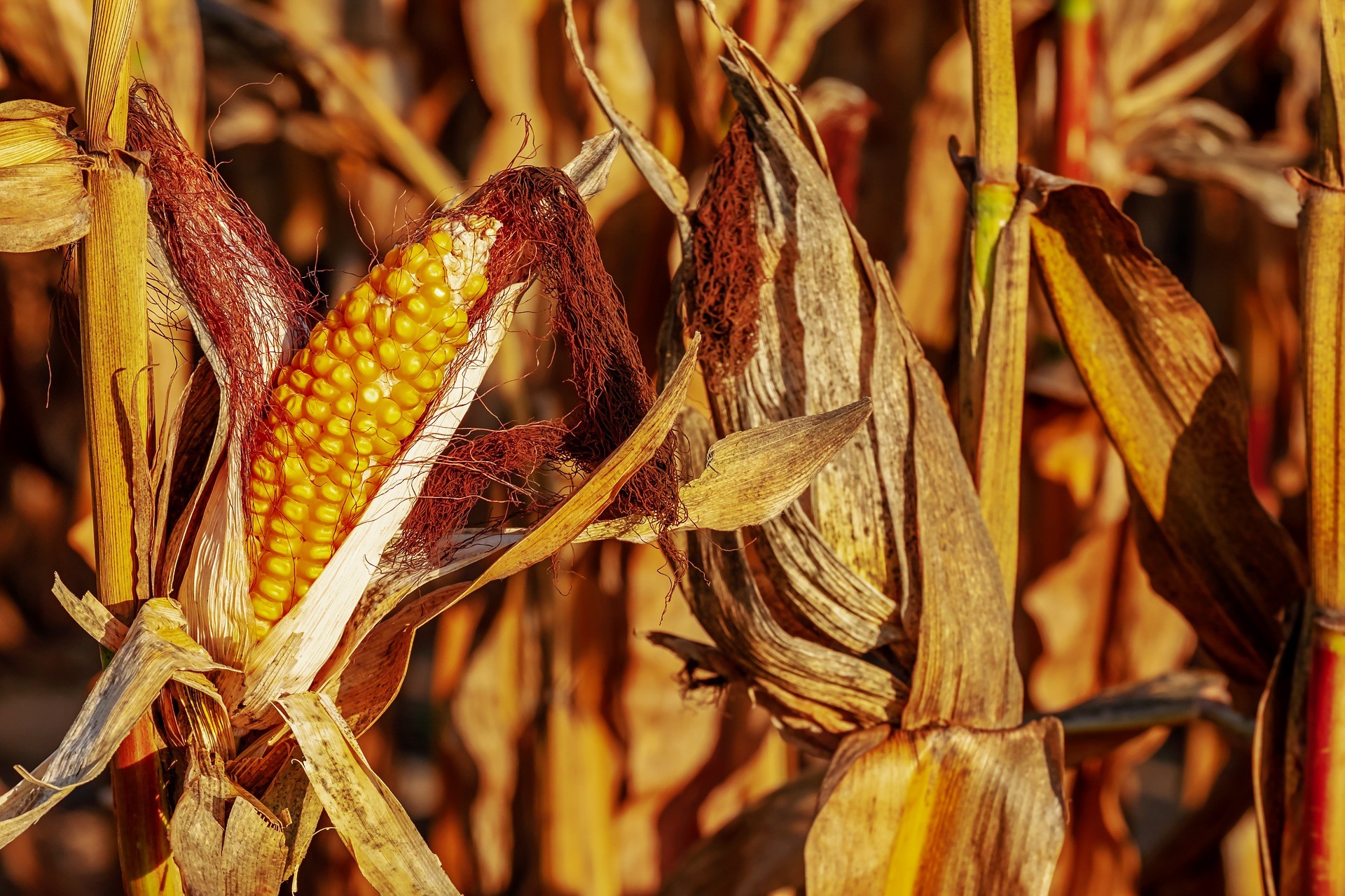 World Bank study reveals effects of global warming on Ukraine's agriculture, forests