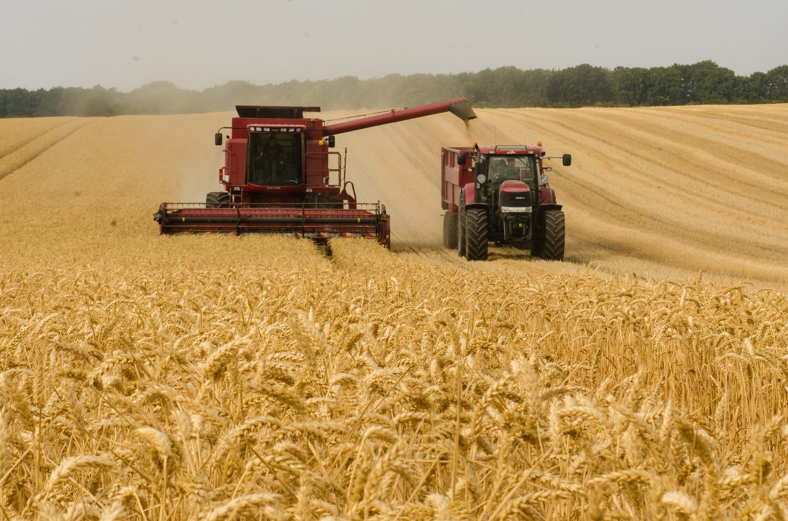 Olga Bondarenko: Even marginal decline in grain exports from Ukraine will rattle global food security