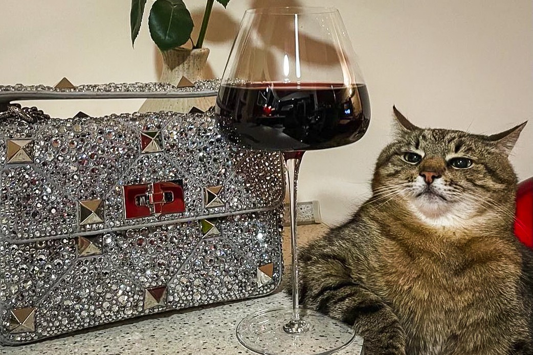 Chill Ukrainian cat Stepan goes viral, does ad for Valentino
