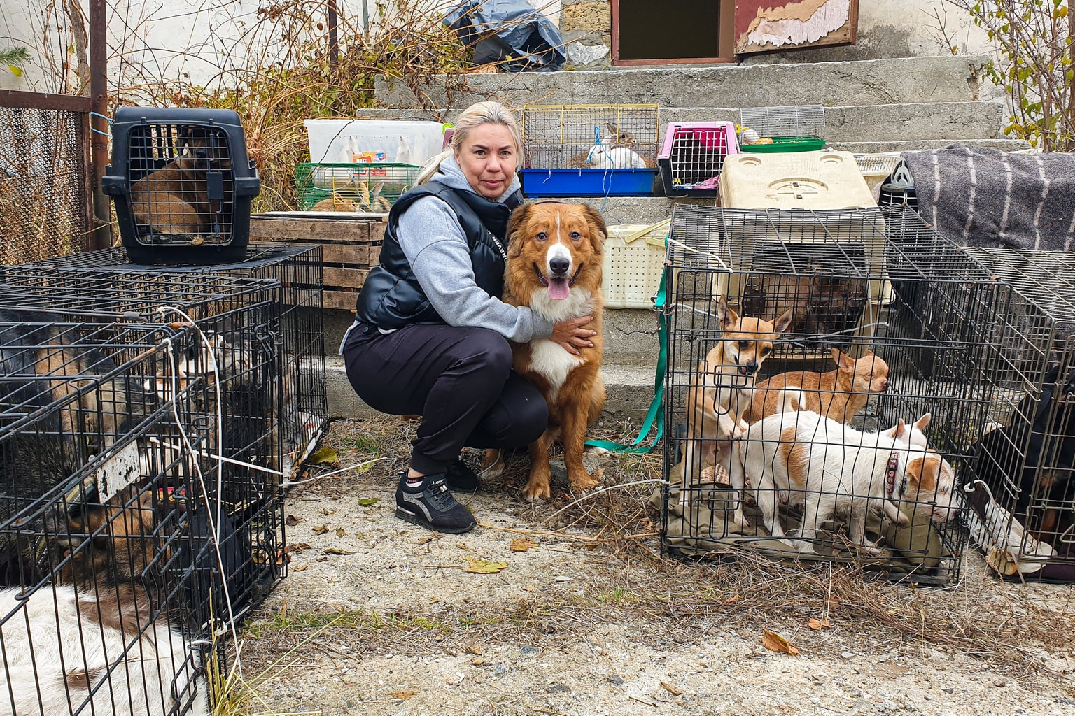 How volunteers risk their lives to rescue abandoned animals amid war