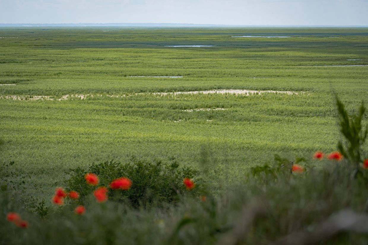Deer and boar could roam forests in the Kakhovka reservoir in 5 years, head of national reserve says