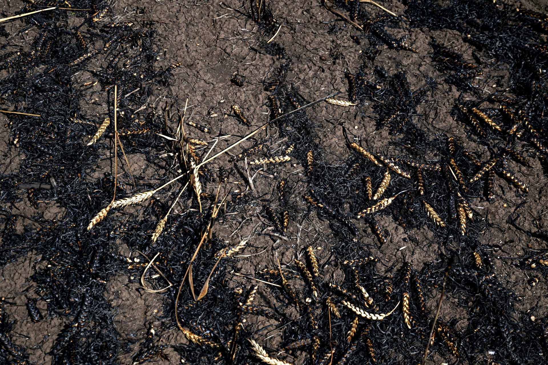 Russia resumes stolen grain shipments from occupied Ukrainian territories to Syria
