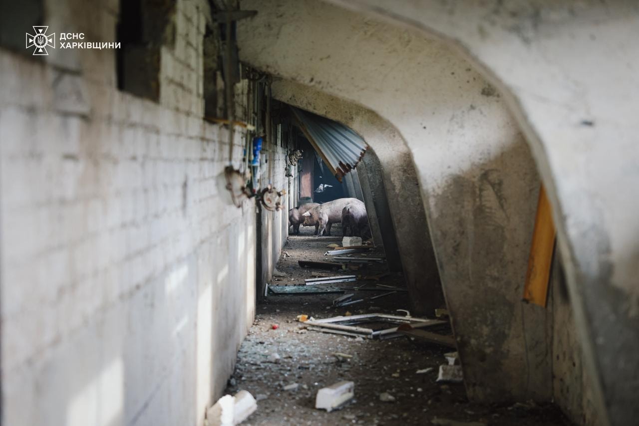 Russian drone attack on farm kills 13,000 pigs in Kharkiv Oblast