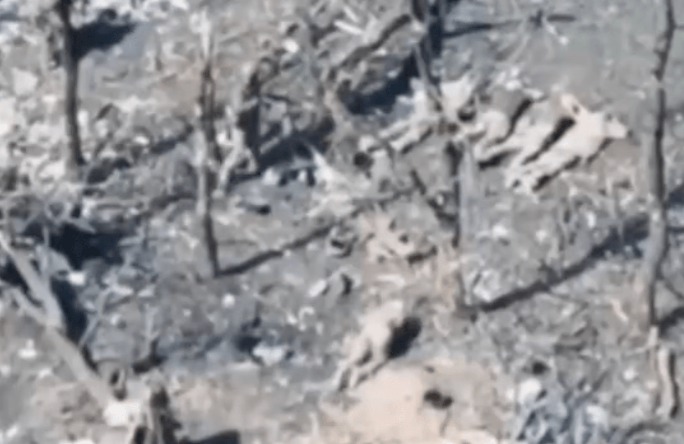 Russian military reportedly executes 5 Ukrainian POWs