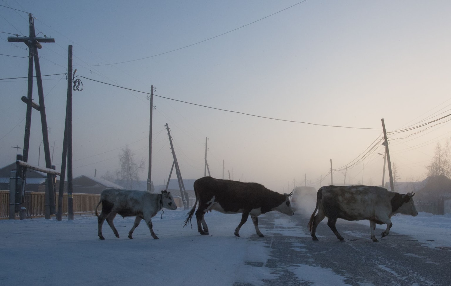 Cows cross a road at sunset in the settlement of Oy, Sakha Republic, Russia, on Nov. 27, 2018.