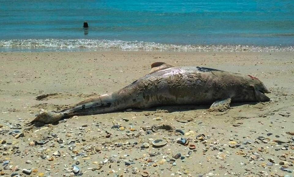 More than 5,000 dolphins die in Black Sea as a result of Russia’s war