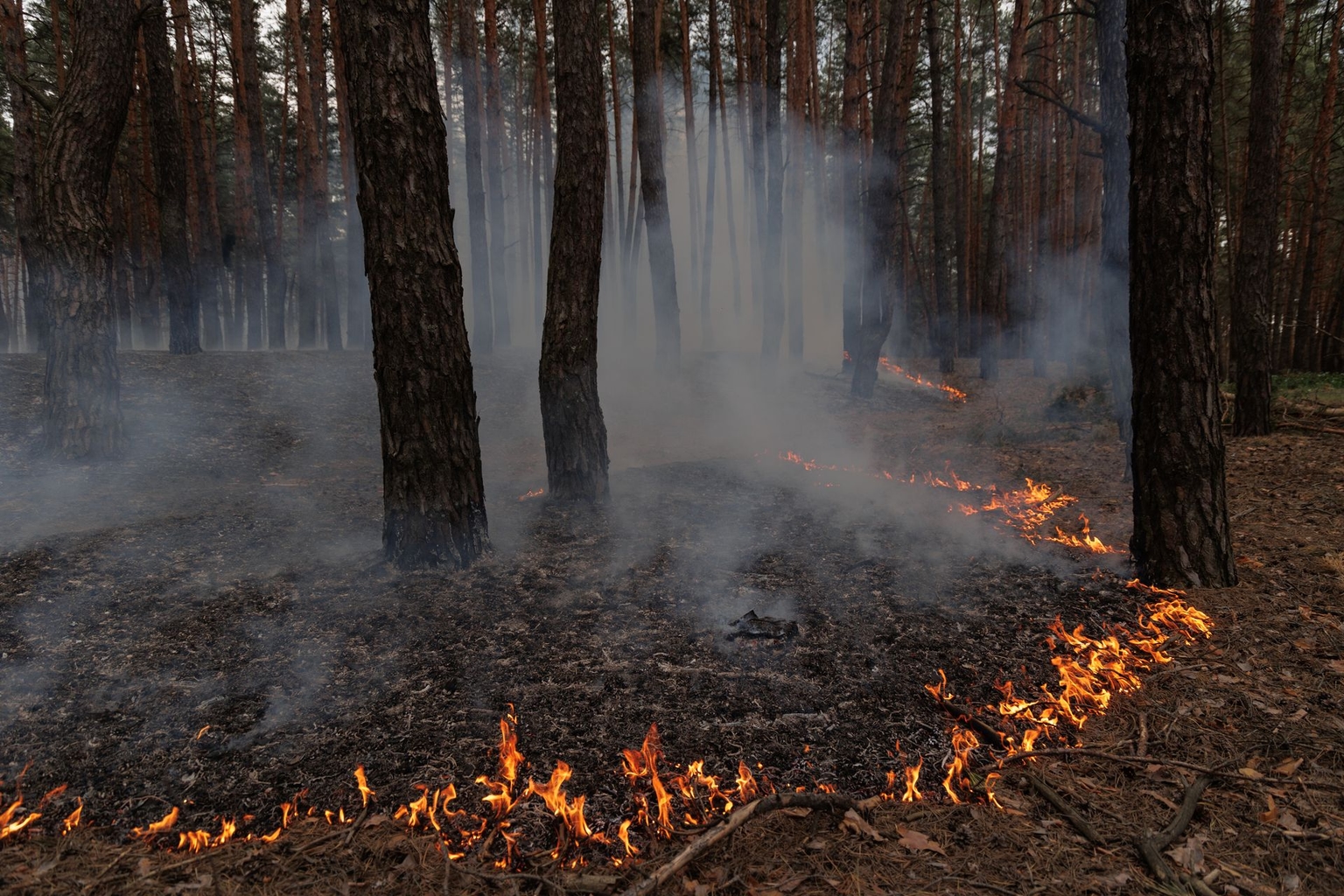 A fire burns in a forest following Russian shelling in Vovchansk, Kharkiv Oblast, Ukraine, on May 11, 2024.