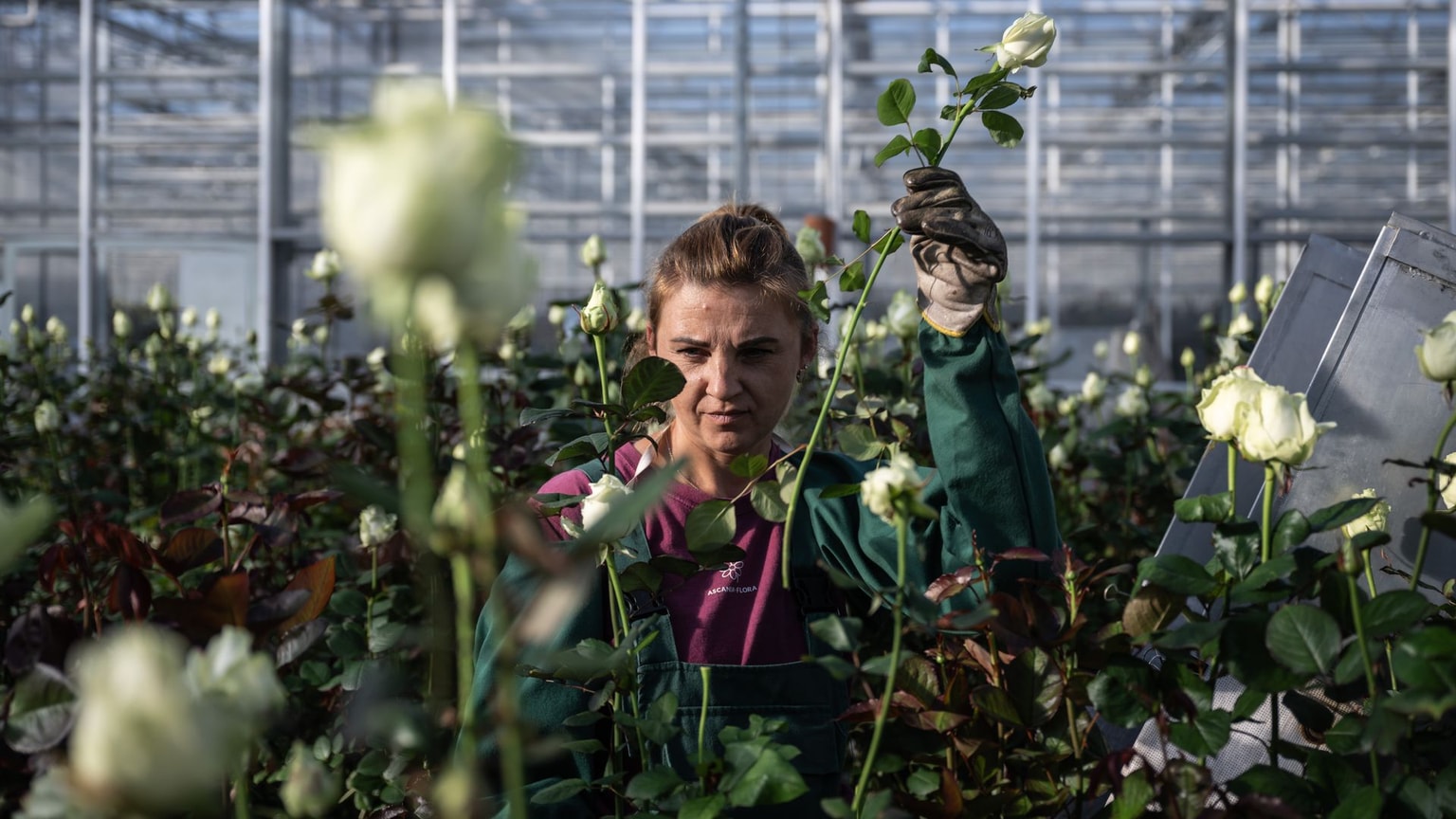 A woman cuts roses in a greenhouse of Ascania-Flora, near Kyiv, Ukraine, on Nov. 7, 2024.