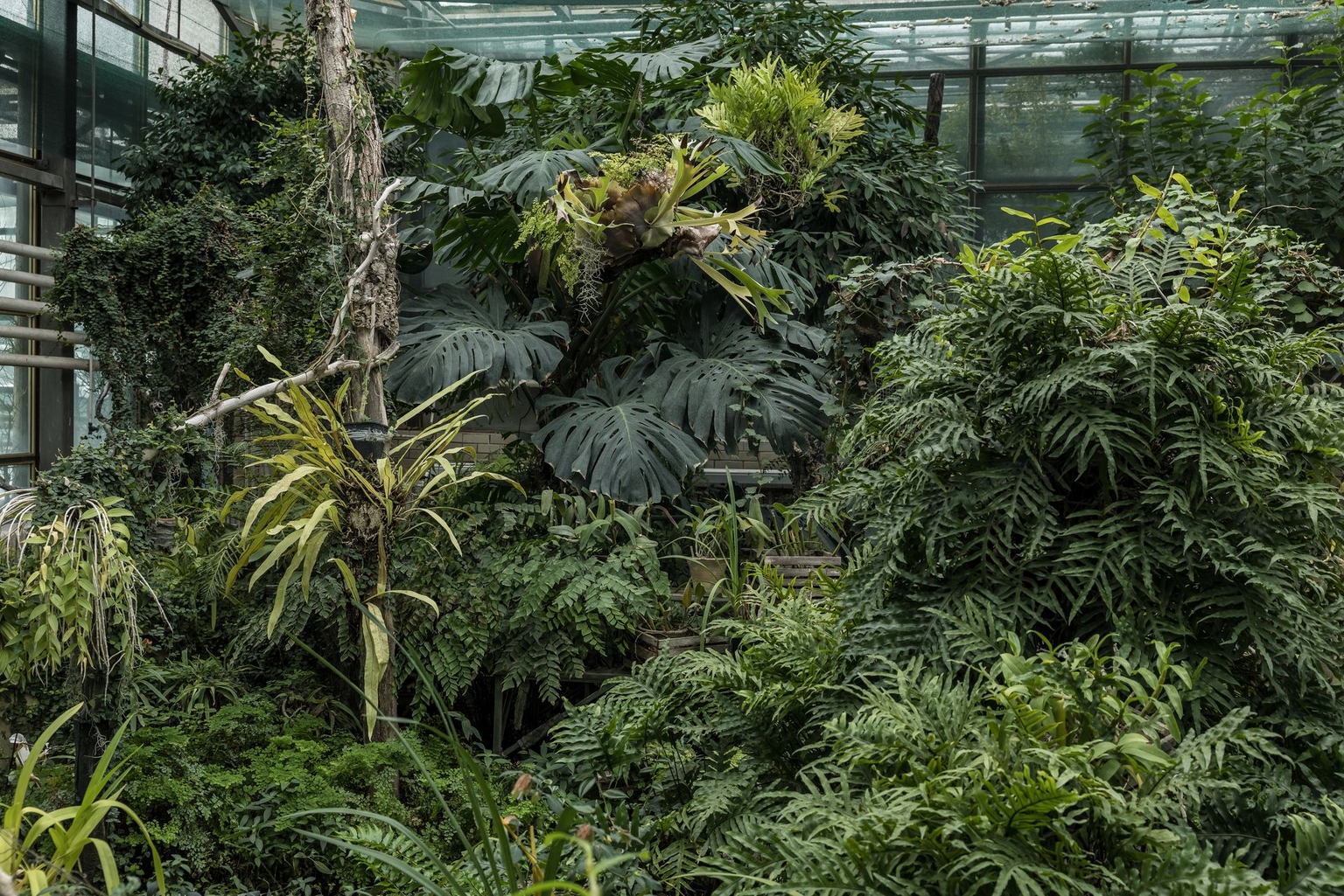 Plants turn brown due to cold temperatures inside a greenhouse at the Kyiv National Botanical Garden in Kyiv, Ukraine, on Jan. 30, 2026.