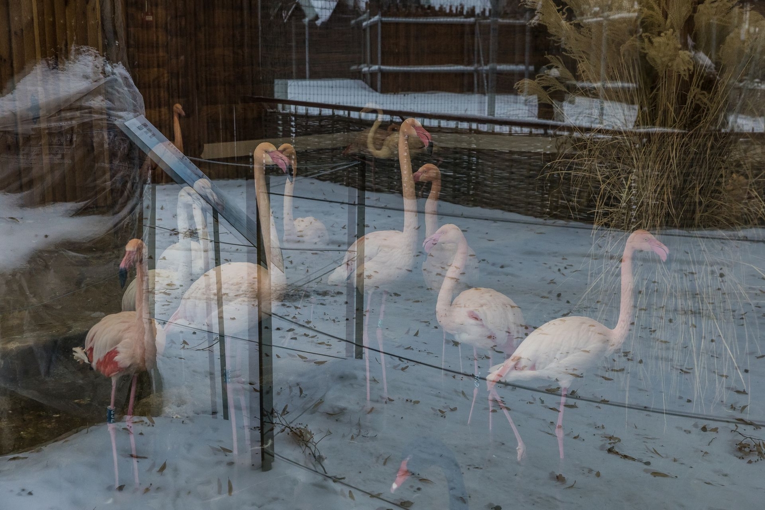 Flamingos stand in their winter enclosure at the Kyiv Zoo in Kyiv, Ukraine, on Jan. 27, 2026.
