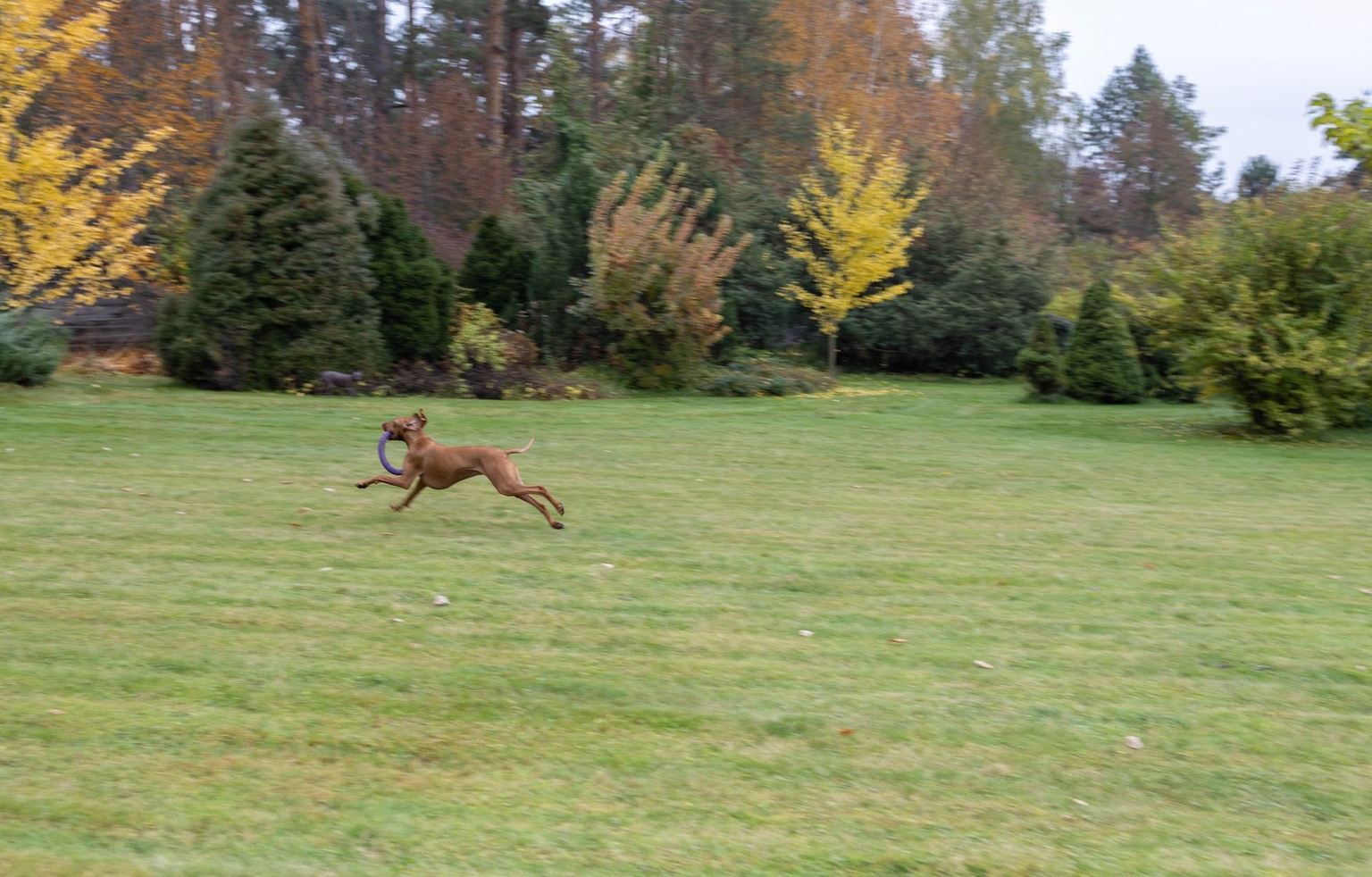 Hugo plays in Bobrytsia, Kyiv Oblast, Ukraine, on Oct. 22, 2025.