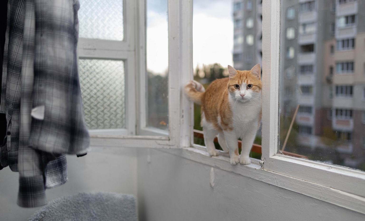 Multik hangs out on a windowsill in Kyiv, Ukraine, on Oct. 27, 2025.