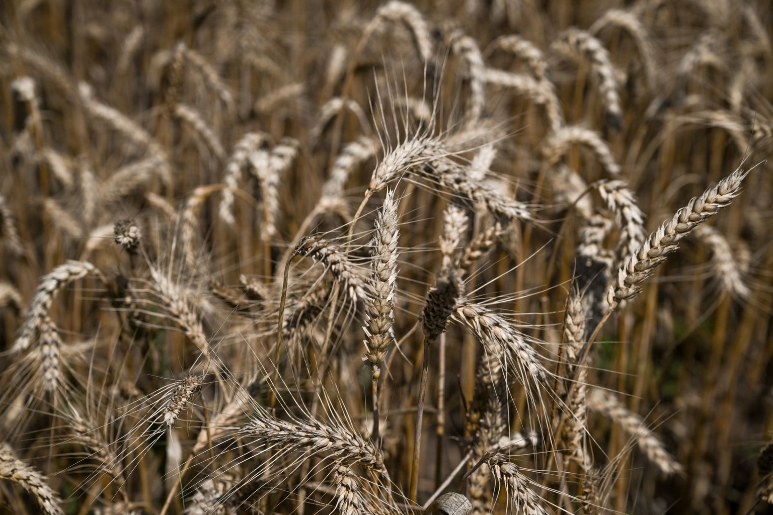 Wheat ears are ready for harvest in a field in Zaporizhzhia Oblast, Ukraine, on July 18, 2026.