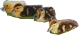 Ducks